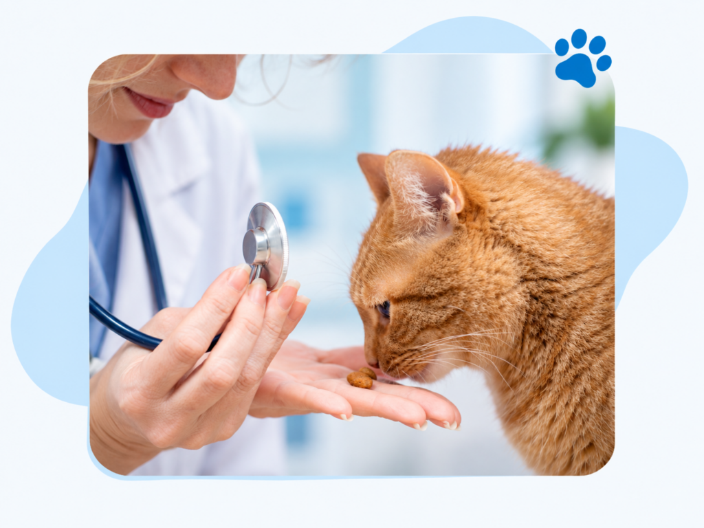 Veterinario Caes e Gatos Senior